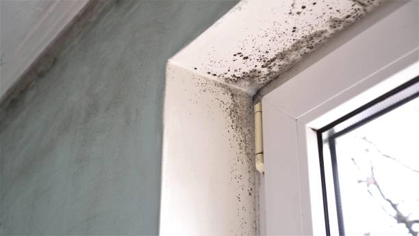 Best Black Mold Removal  in Chowchilla, CA