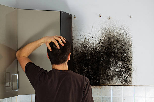 Professional Mold Removal in Chowchilla, CA